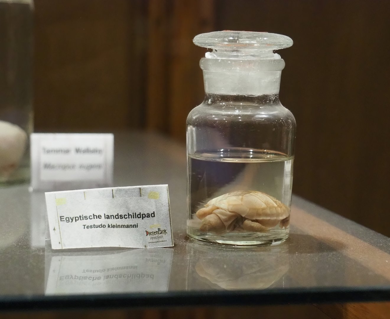 Zoological museum in 100.000 Animals House - Juvenile Egyptian tortoise wet specimen, 2023-09-24