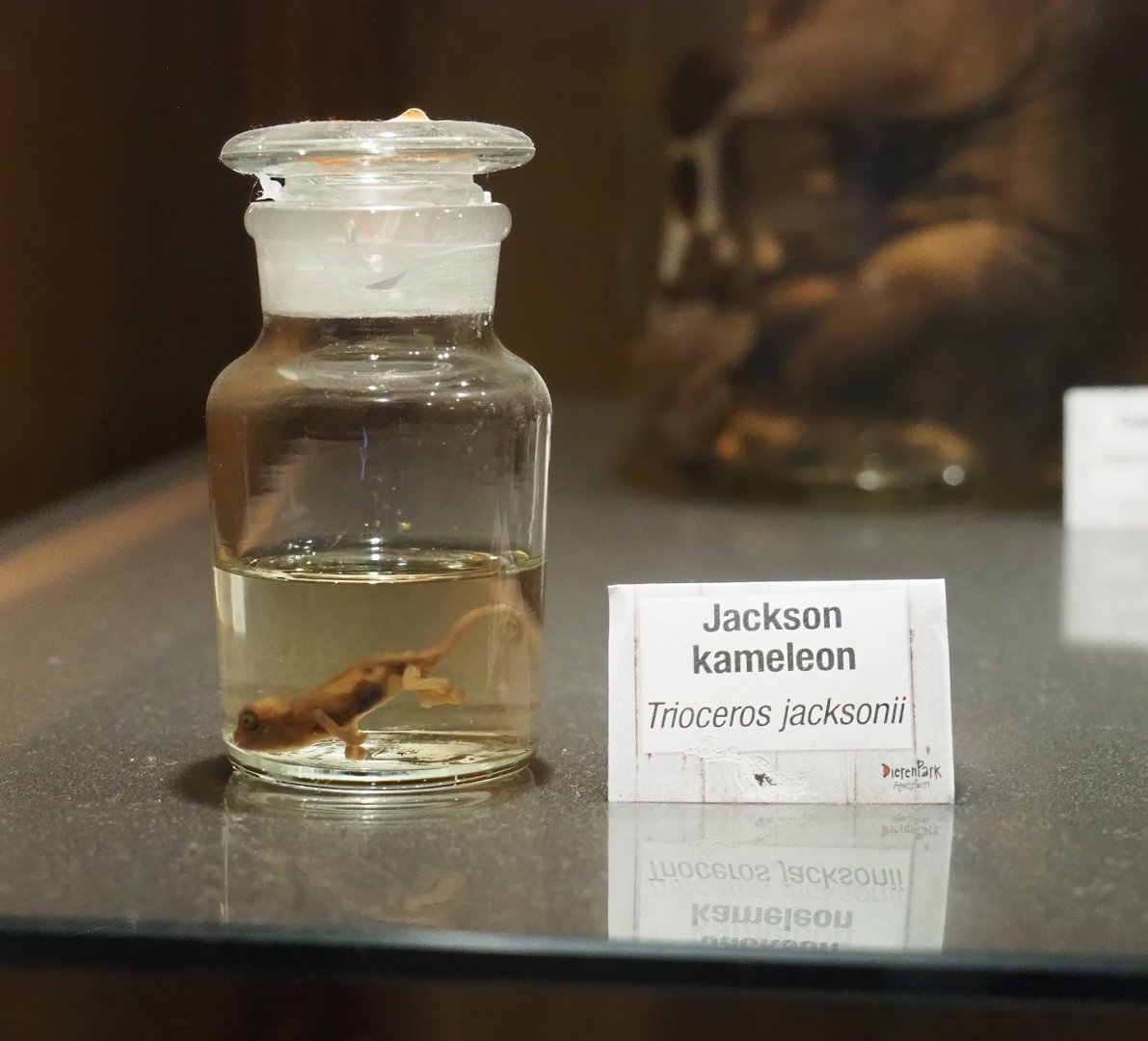Zoological museum in 100.000 Animals House - Juvenile Jackson's chameleon wet specimen, 2023-09-24