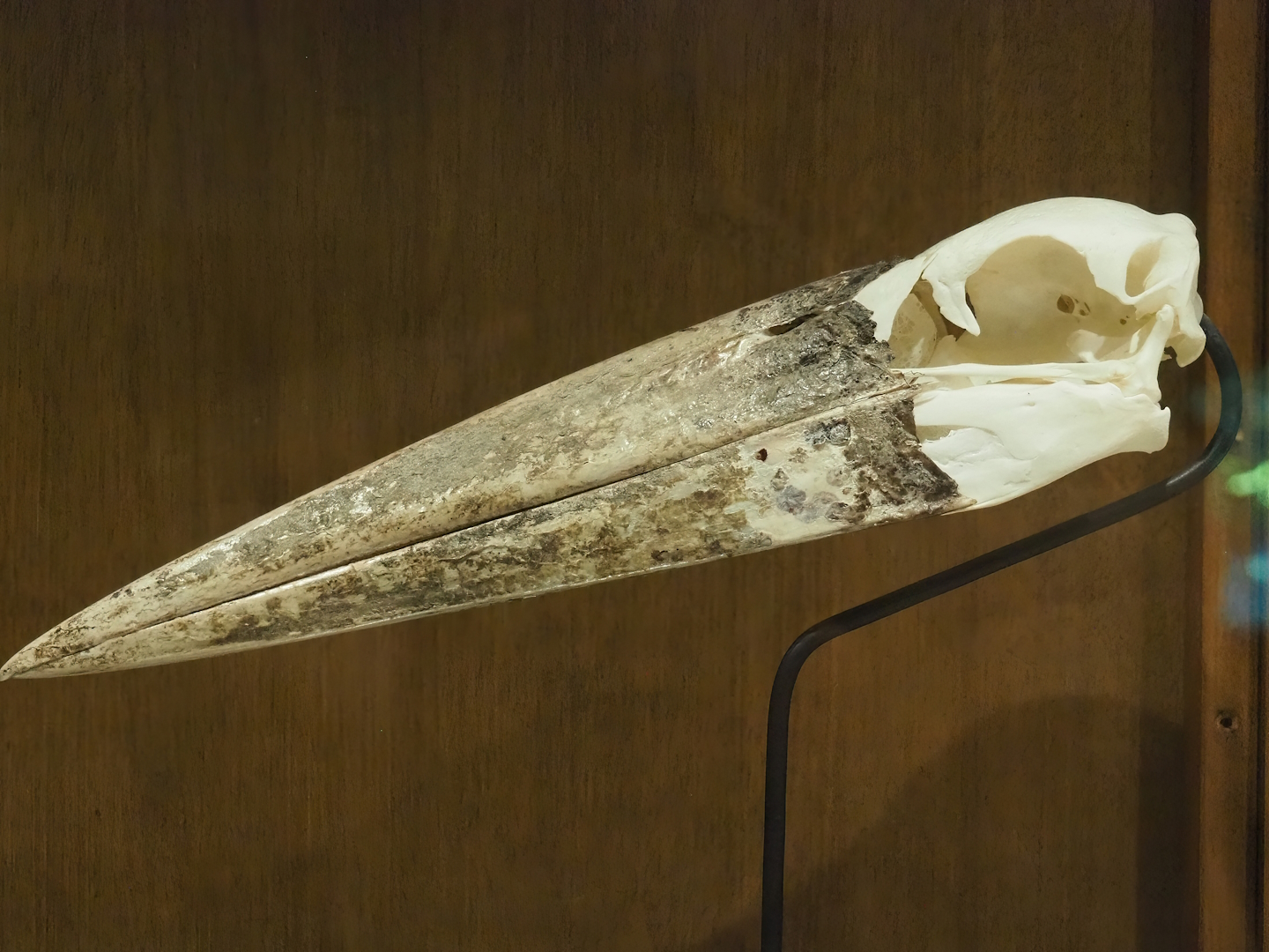 Zoological museum in 100.000 Animals House - Marabou skull, 2023-09-24