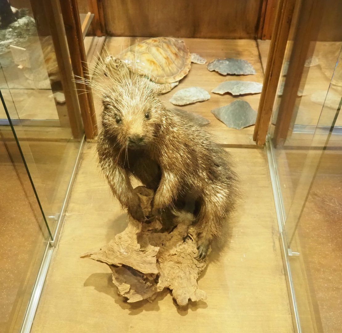 Zoological museum in 100.000 Animals House - North American porcupine taxidermy, 2023-09-24