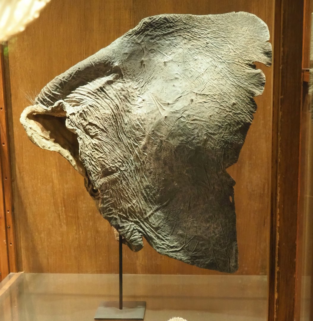 Zoological museum in 100.000 Animals House - Preserved Asian elephant ear, 2023-09-24