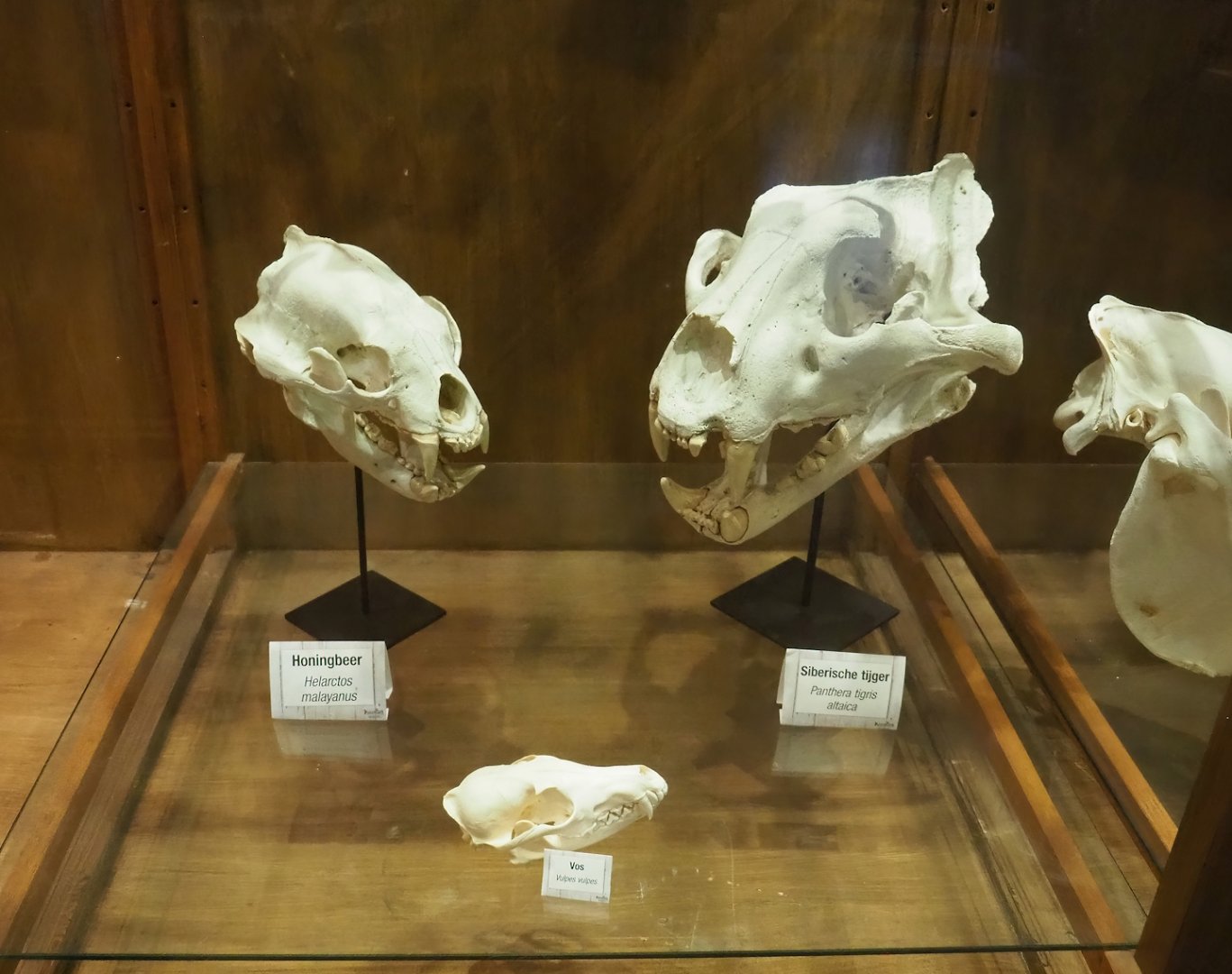 Zoological museum in 100.000 Animals House - Sun bear, Amur tiger and Red fox skulls, 2023-09-24