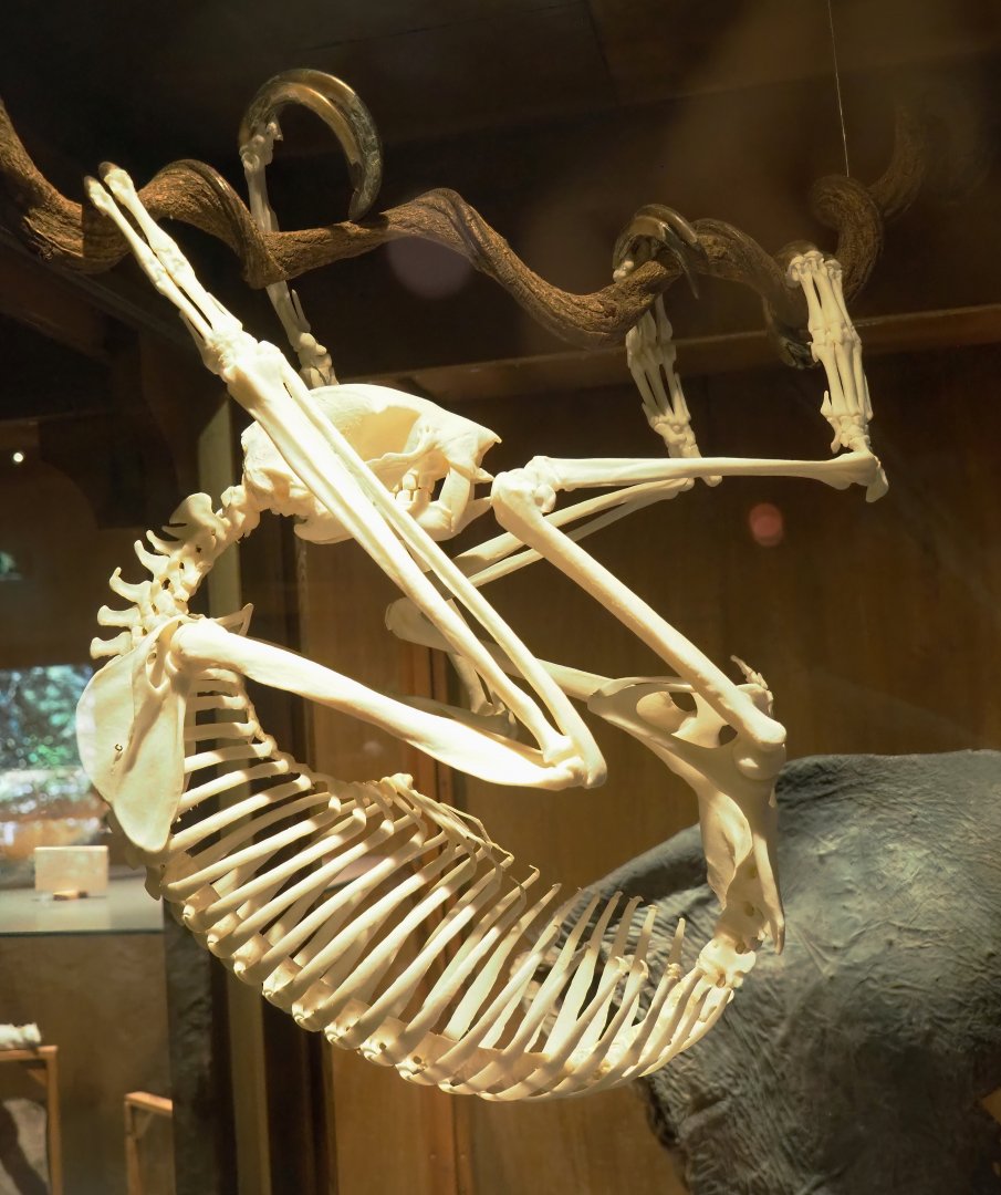 Zoological museum in 100.000 Animals House - Two-toed sloth skeleton, 2023-09-24