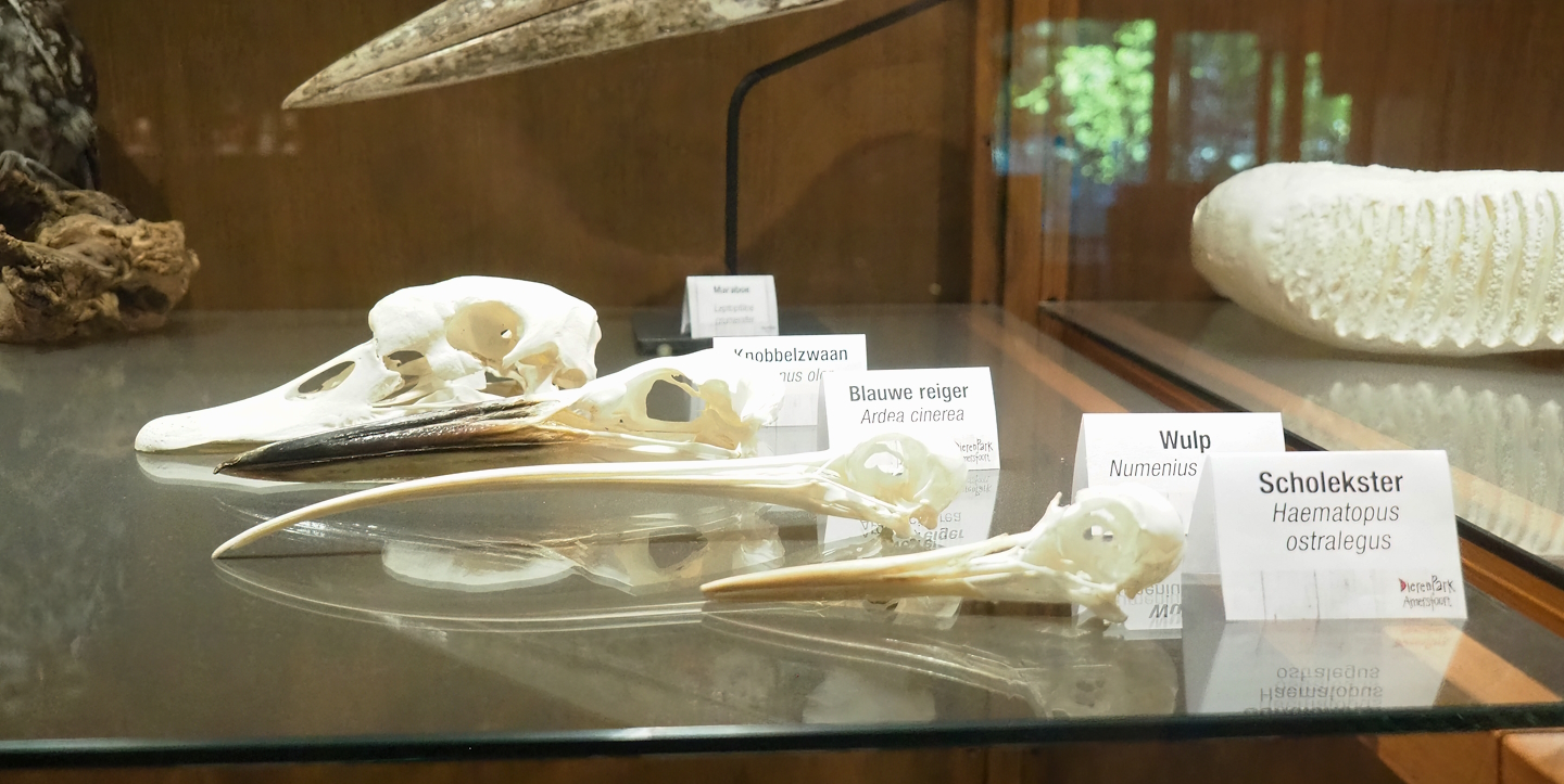 Zoological museum in 100.000 Animals House - Wading bird and swan skulls, 2023-09-24