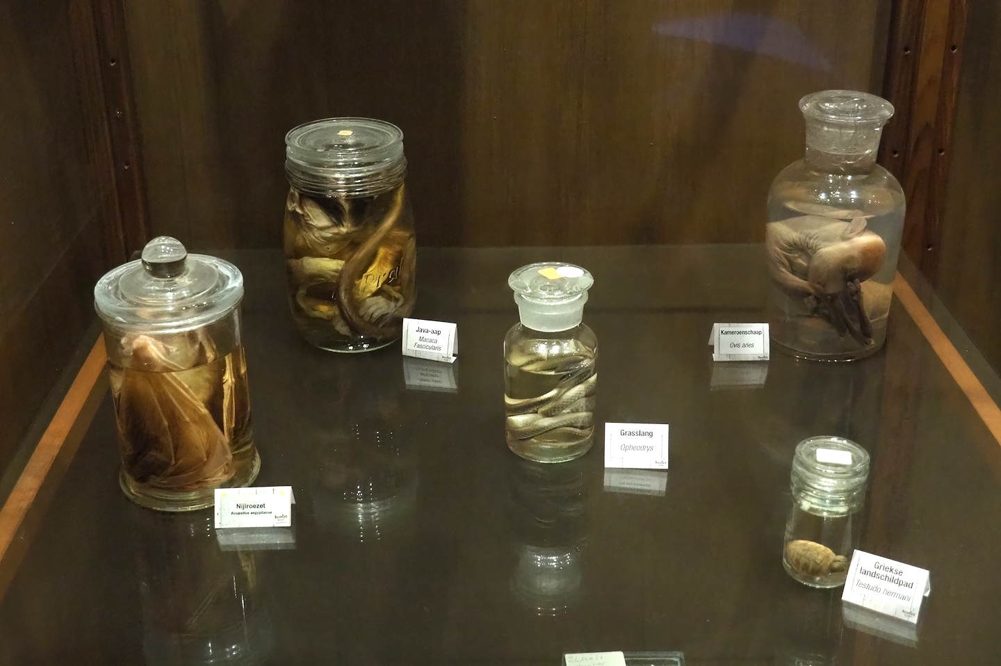 Zoological museum in 100.000 Animals House - Wet specimens, 2023-09-24