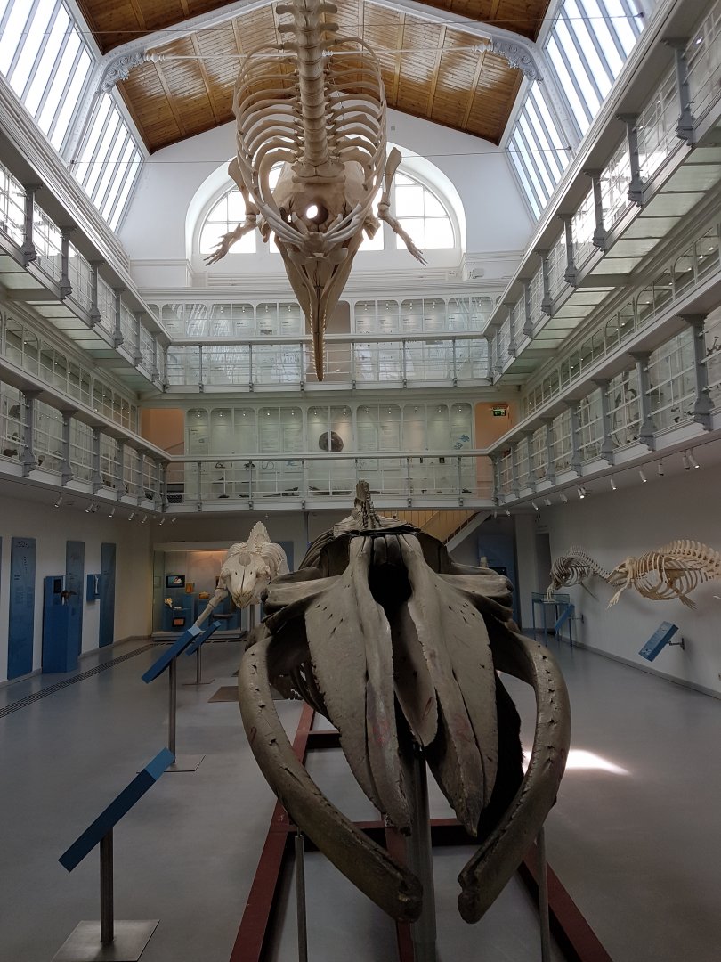 Zoological Museum Kiel