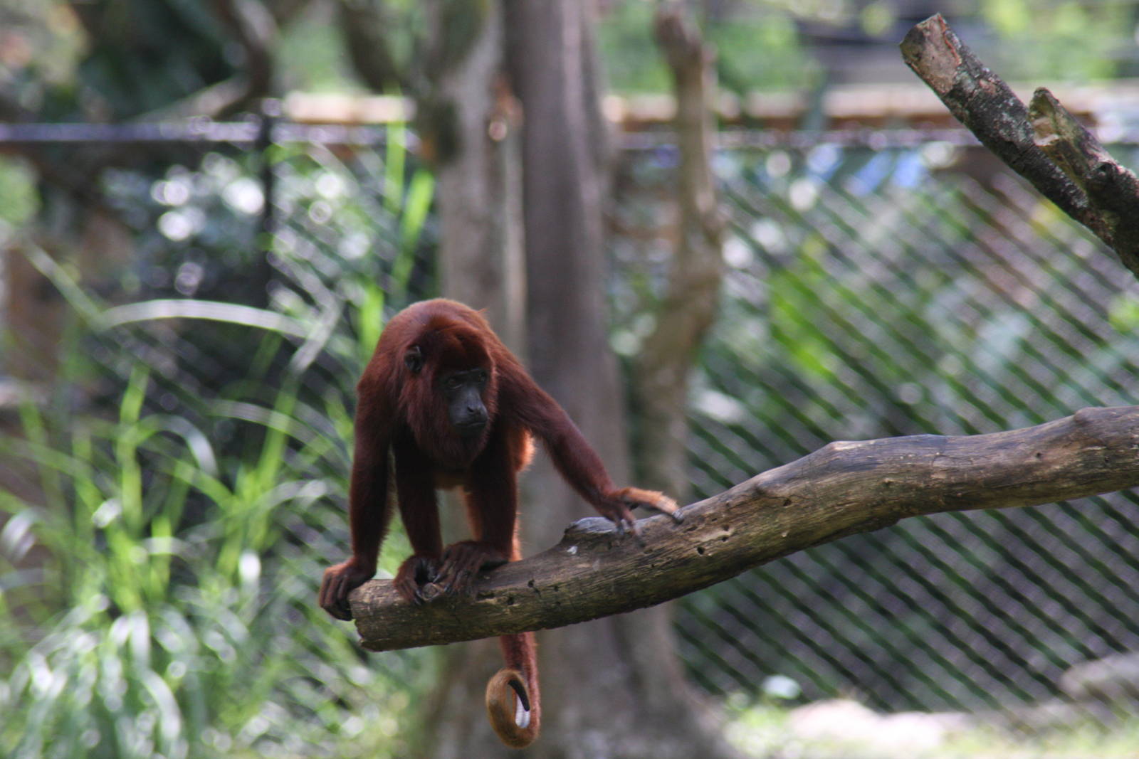 Zoologico de Cali 2012