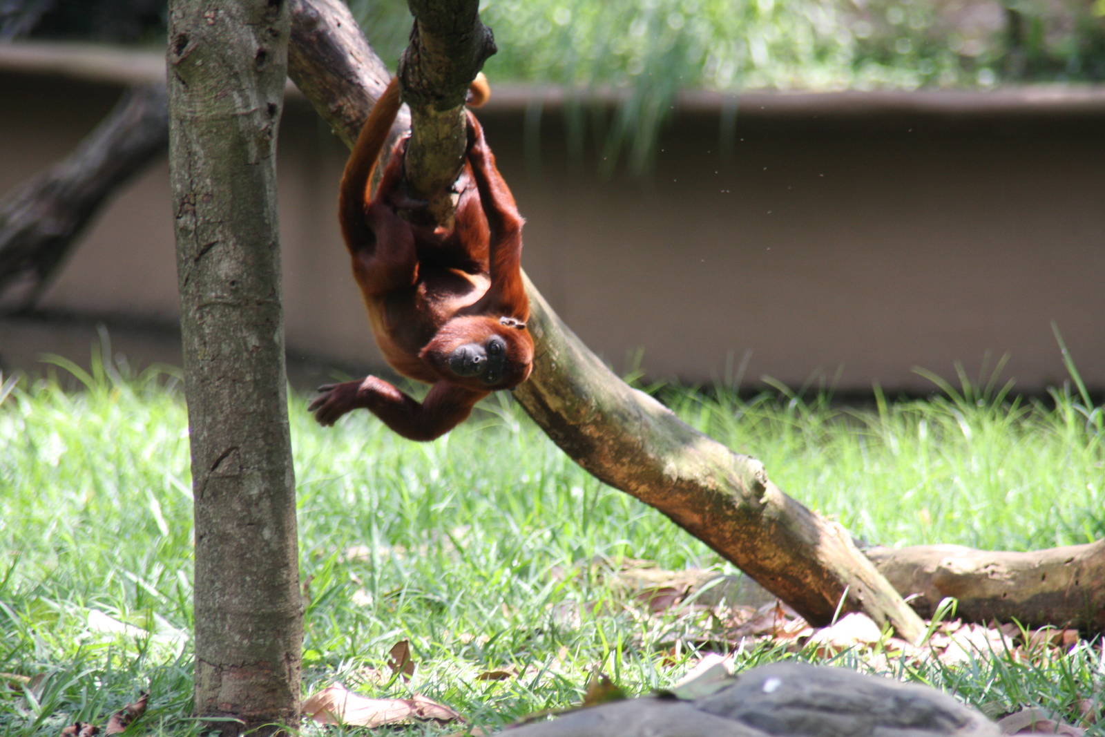 Zoologico de Cali 2012