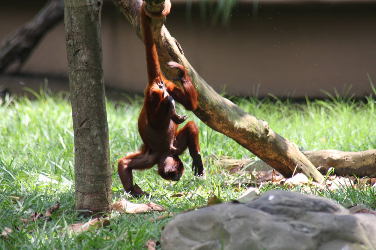 Zoologico de Cali 2012