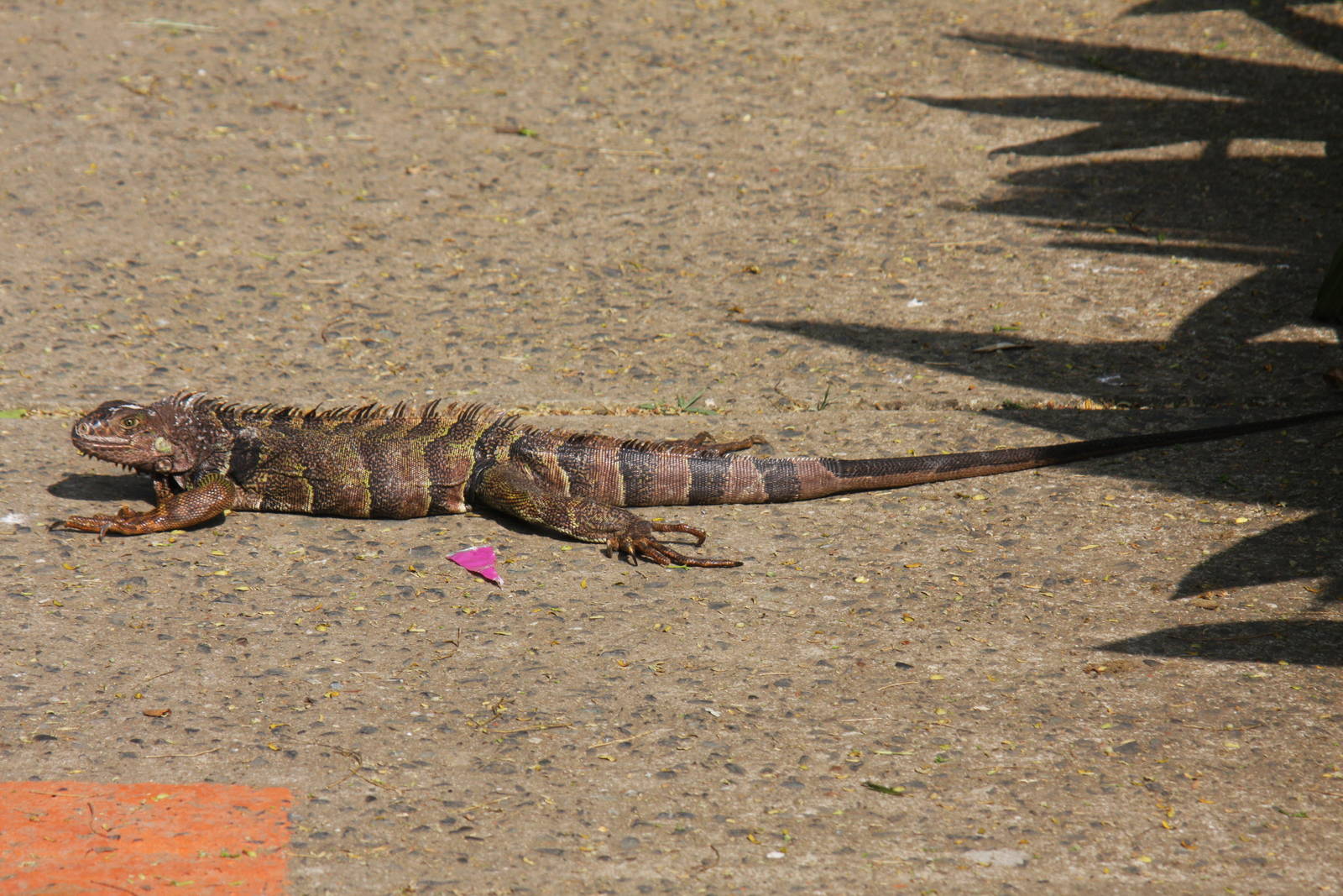 Zoologico de Cali 2012