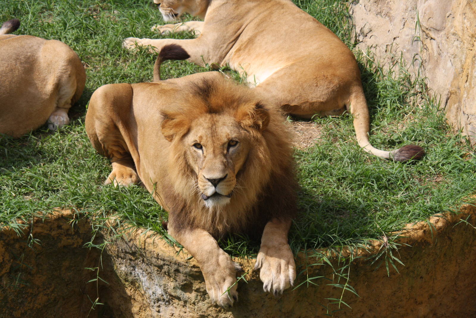 Zoologico de Cali 2012