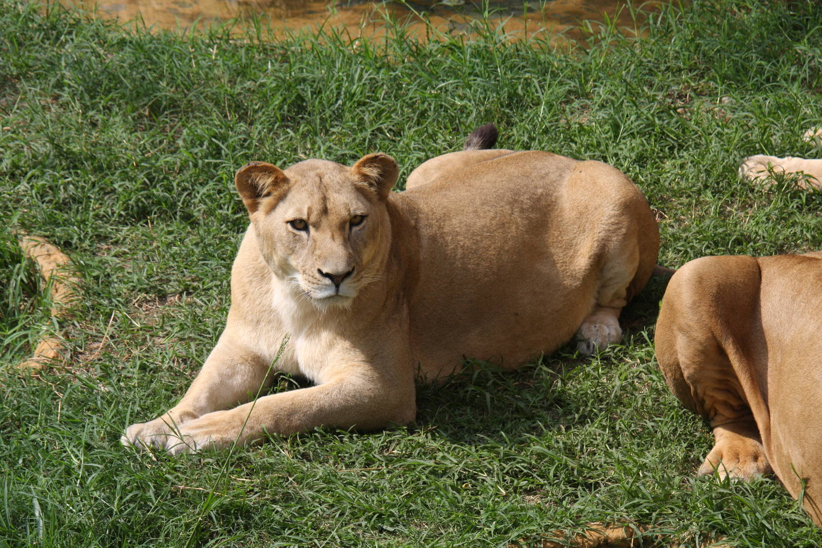 Zoologico de Cali 2012