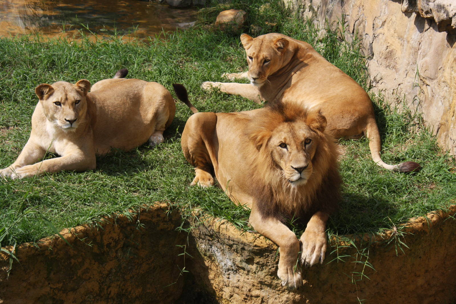 Zoologico de Cali 2012