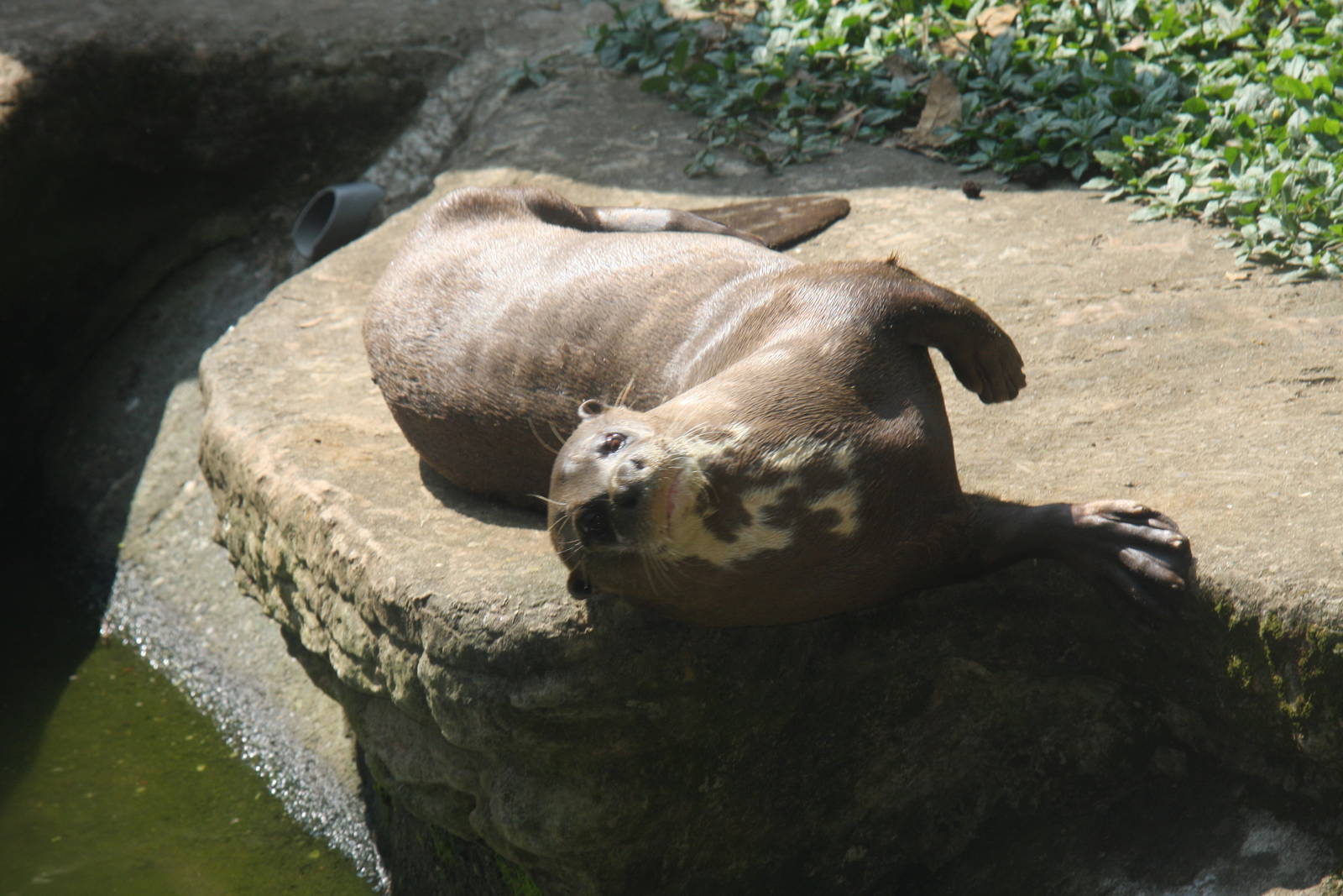 Zoologico de Cali 2012