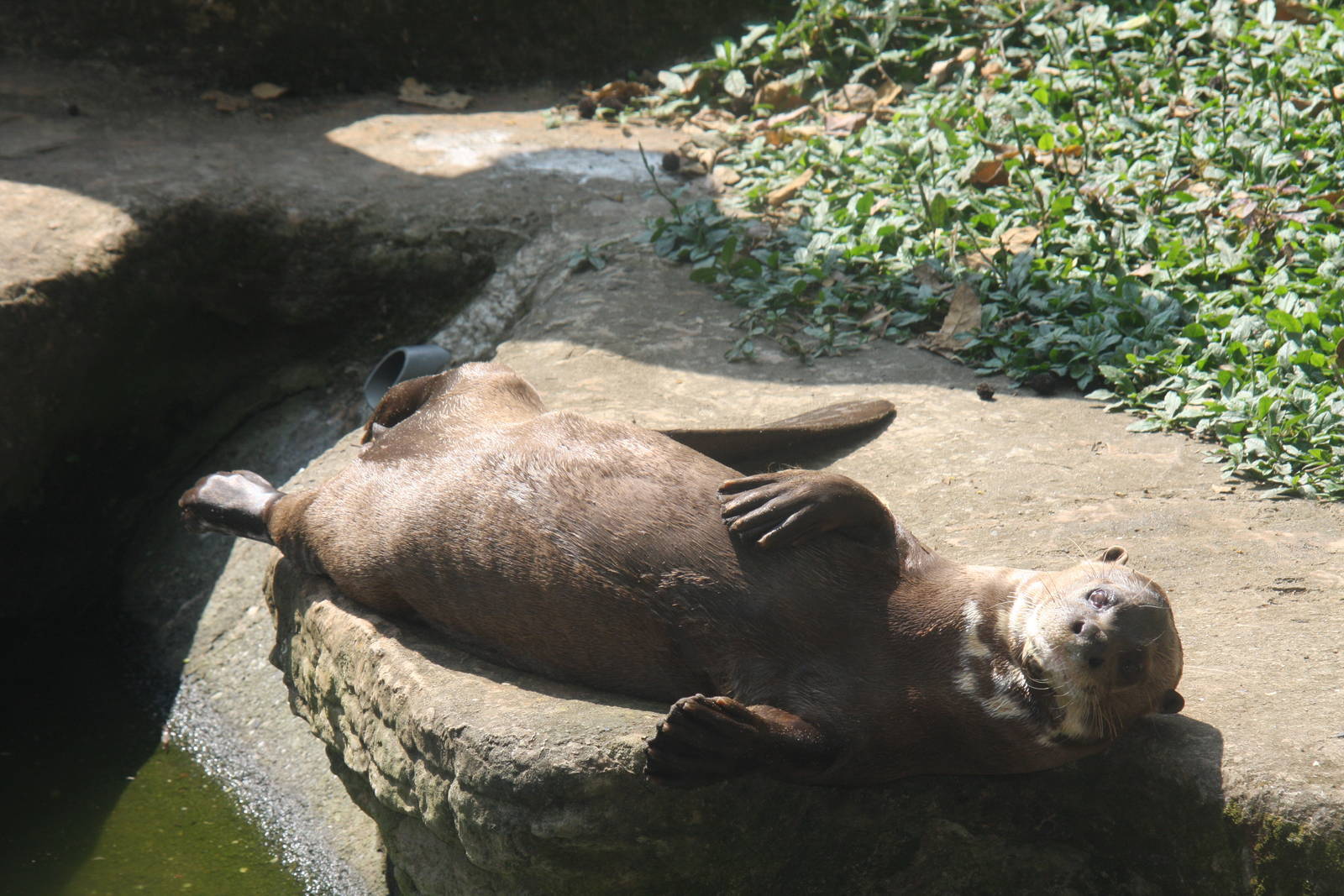Zoologico de Cali 2012