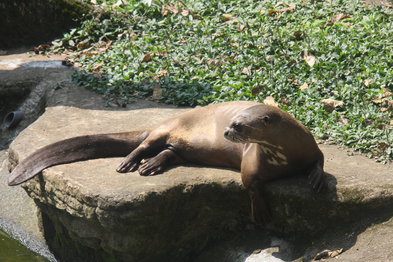 Zoologico de Cali 2012