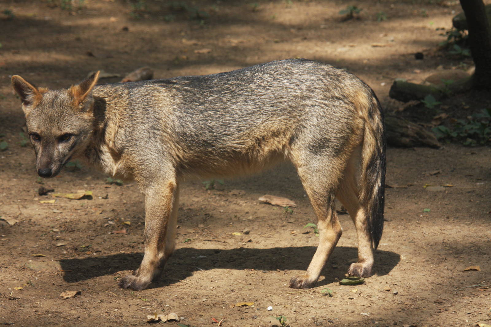 Zoologico de Cali 2012