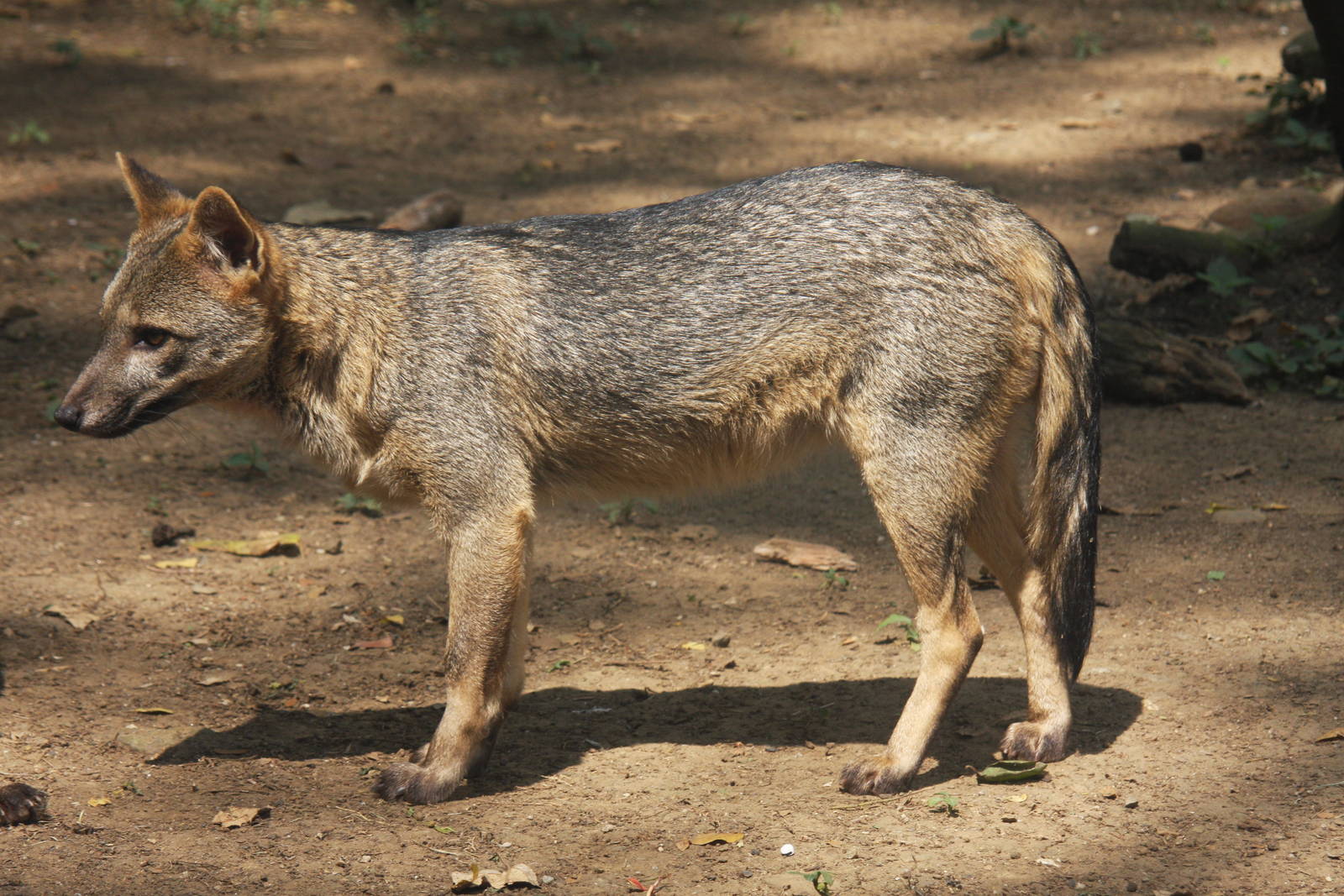 Zoologico de Cali 2012