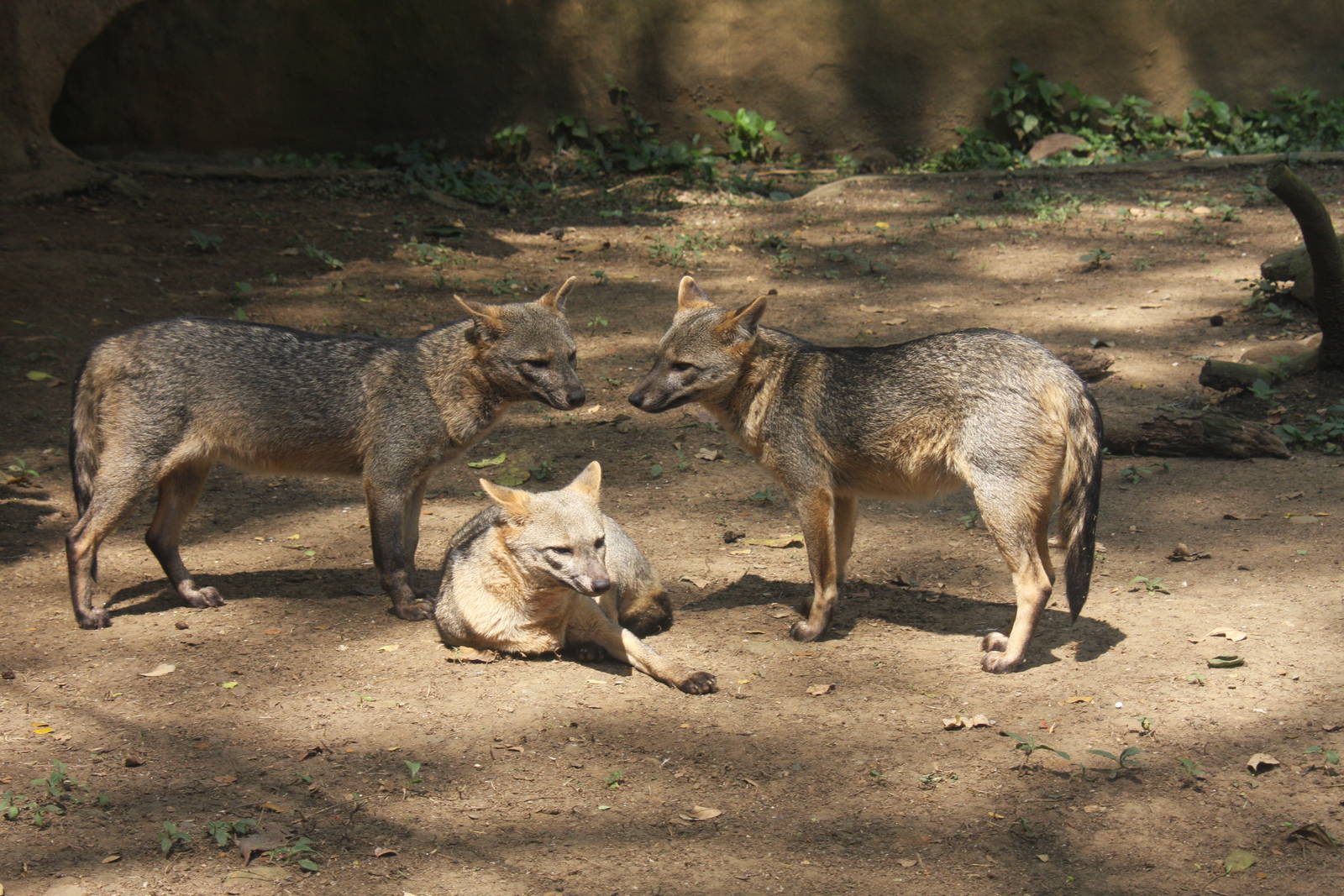 Zoologico de Cali 2012