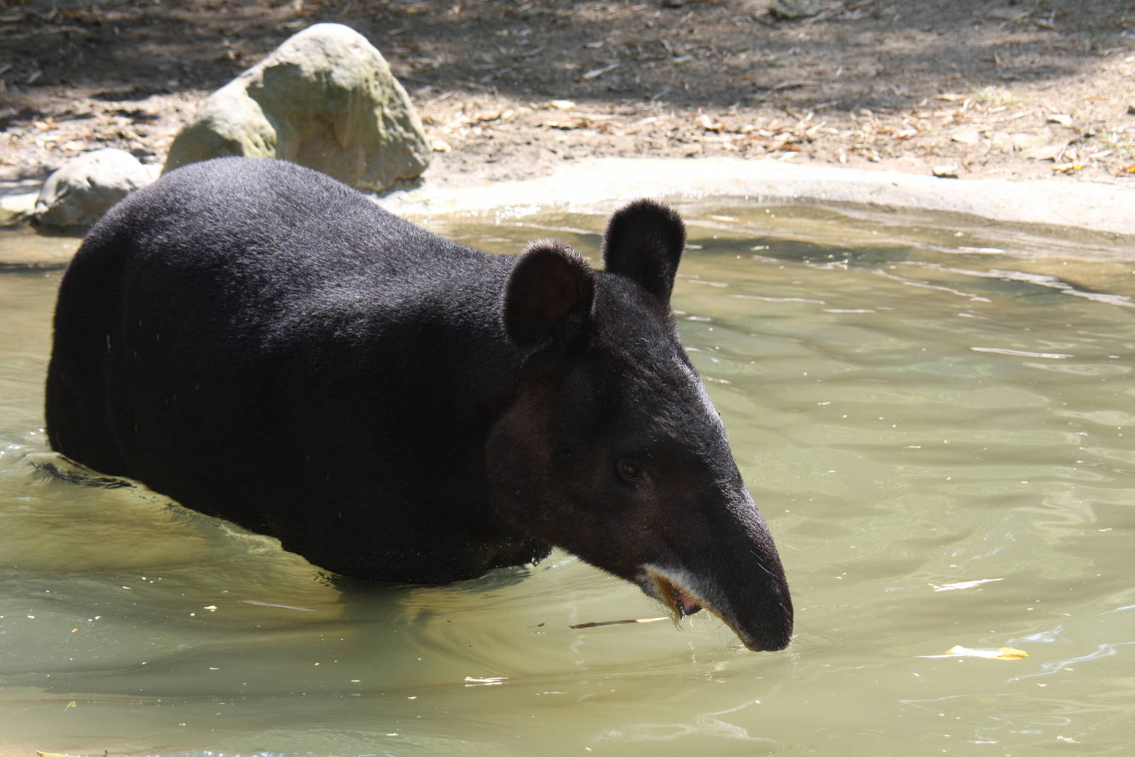 Zoologico de Cali 2012