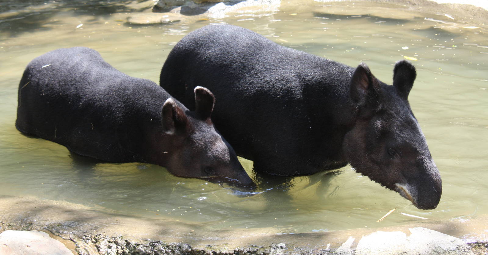 Zoologico de Cali 2012