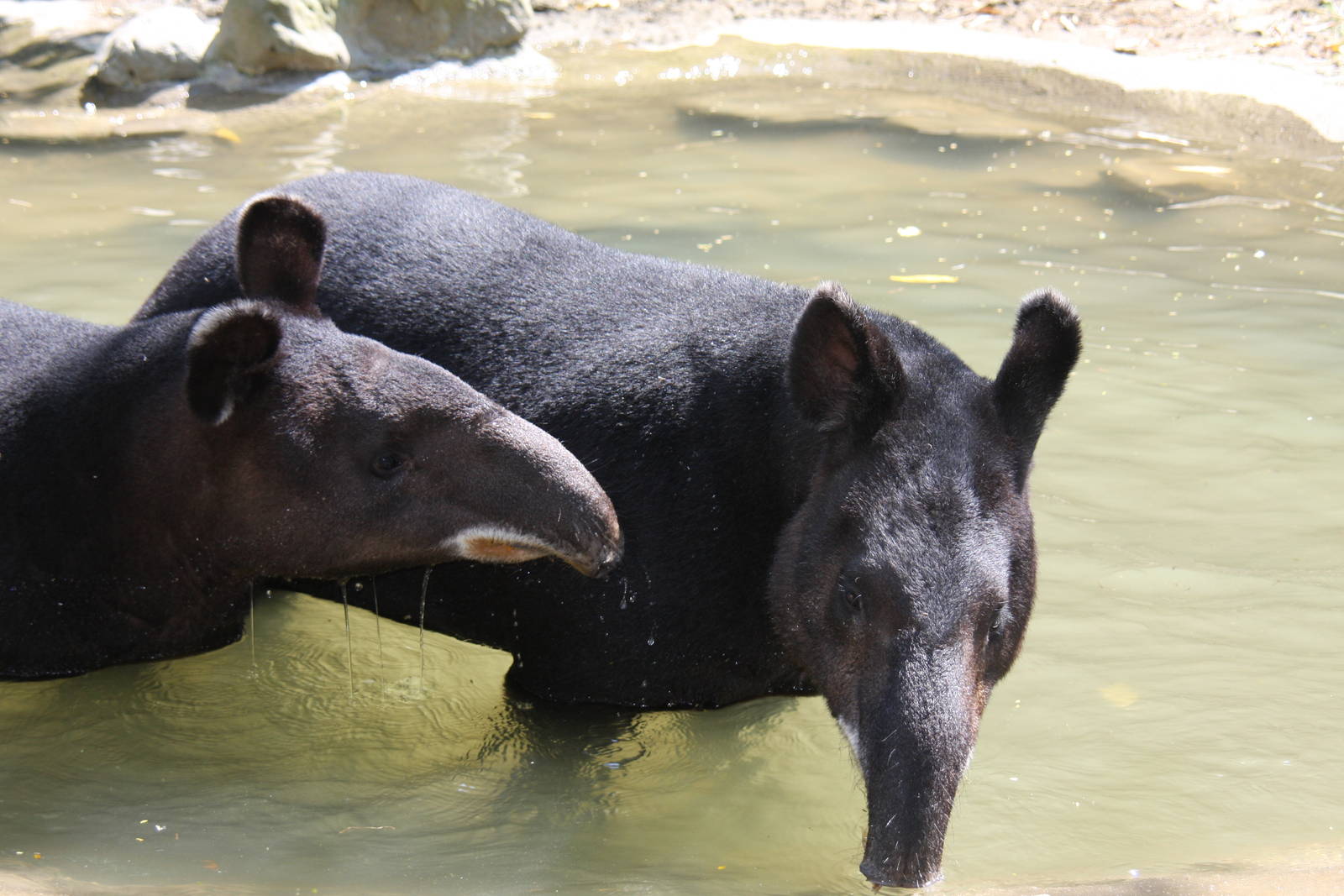 Zoologico de Cali 2012