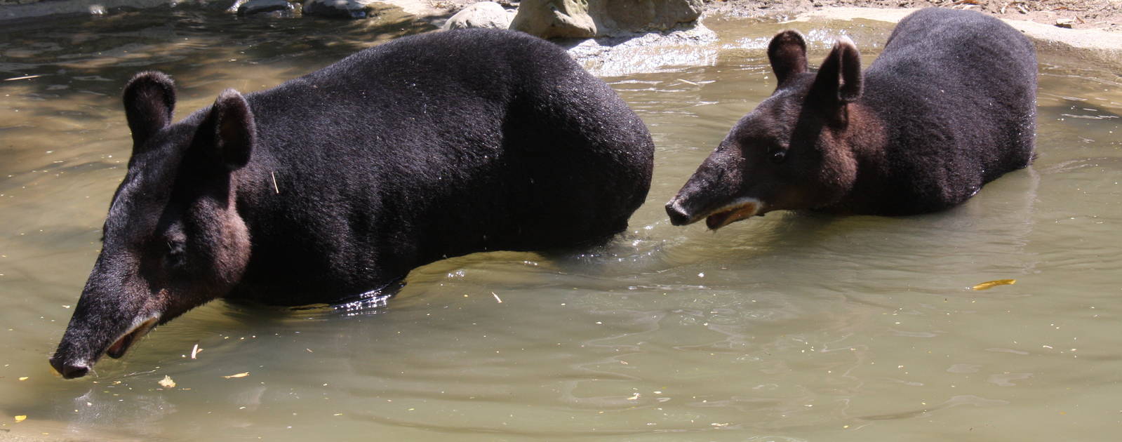 Zoologico de Cali 2012