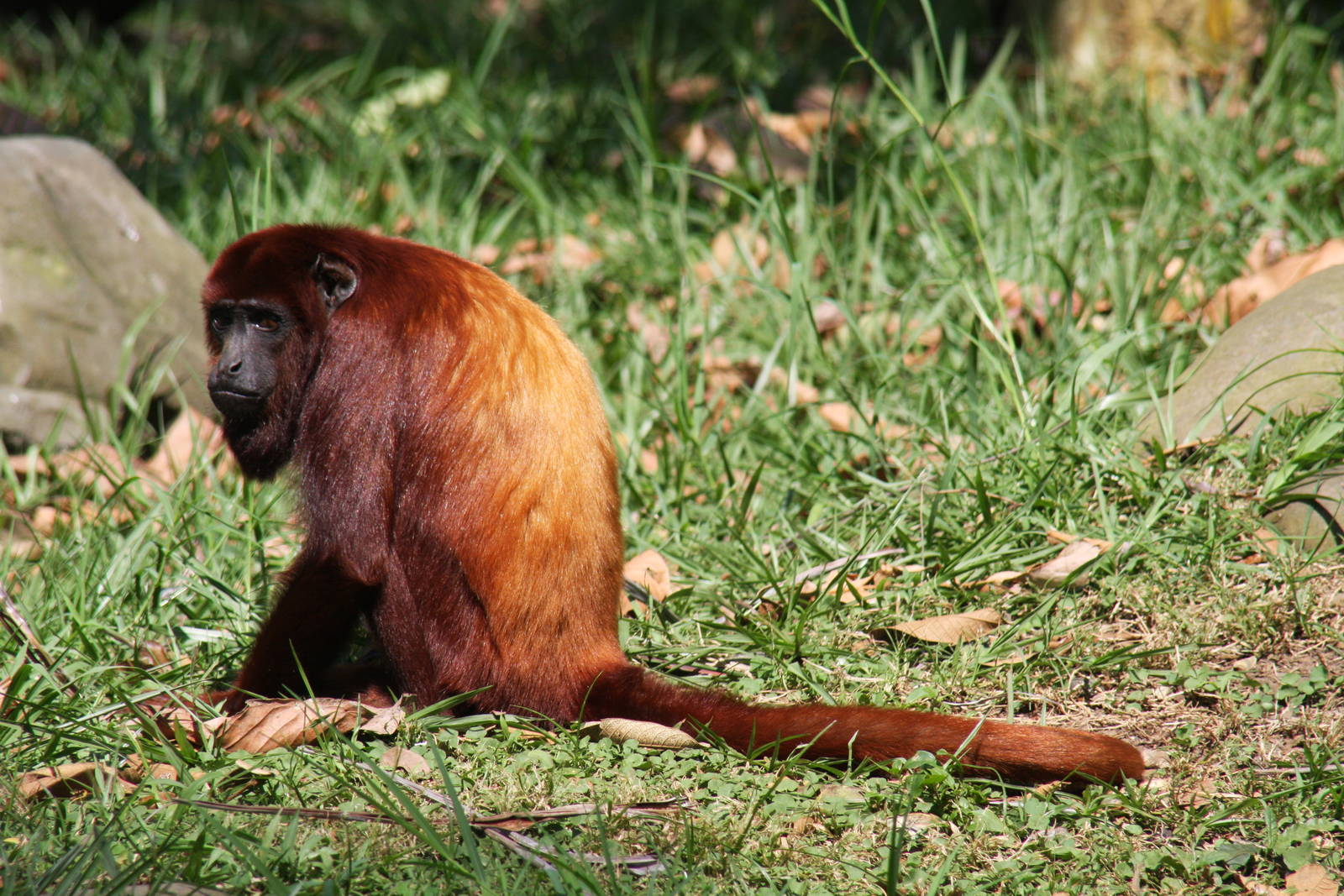 Zoologico de Cali 2012