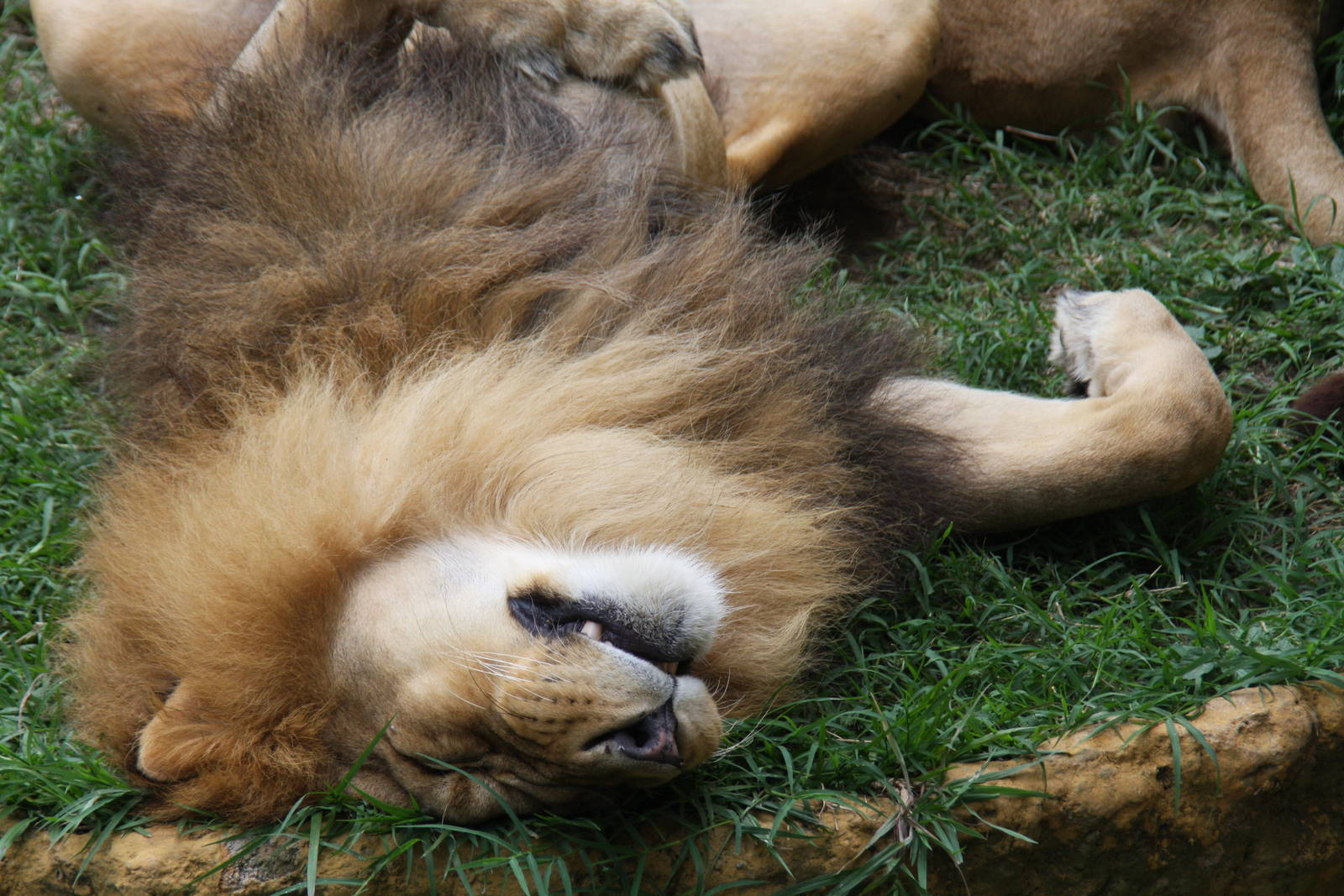 Zoologico de Cali 2012