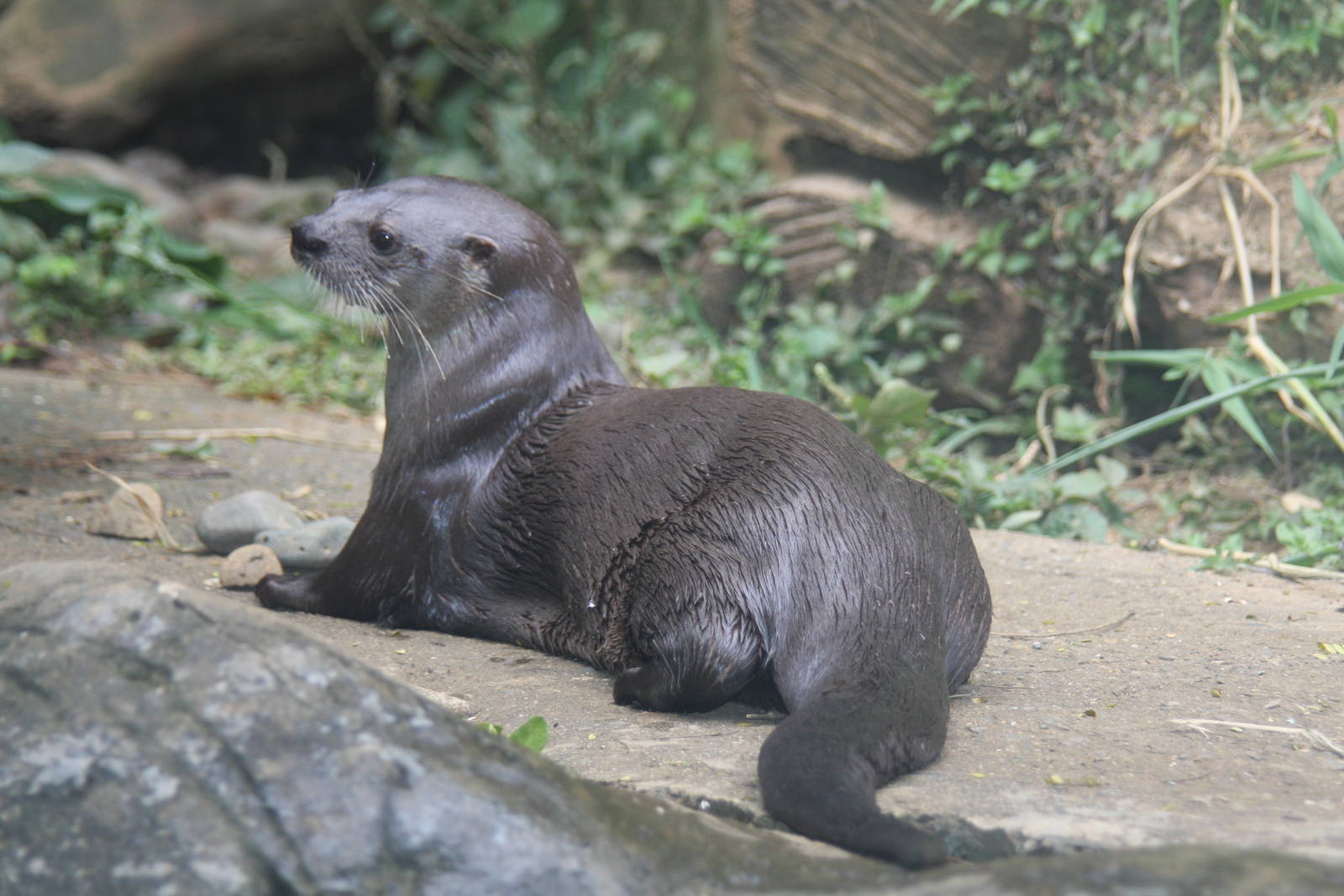 Zoologico de Cali 2012