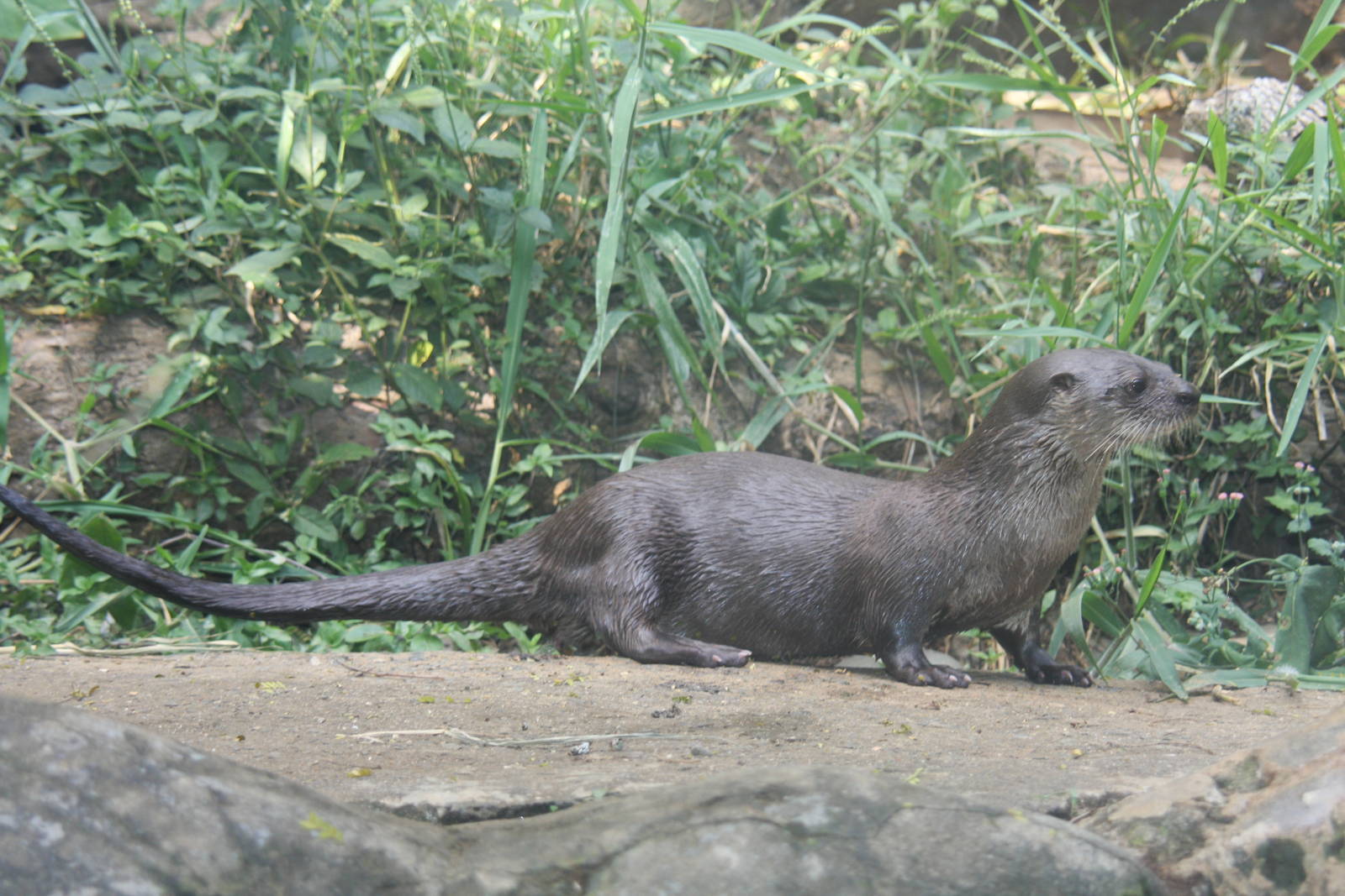 Zoologico de Cali 2012