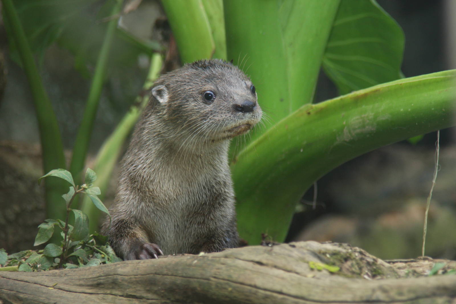 Zoologico de Cali 2012