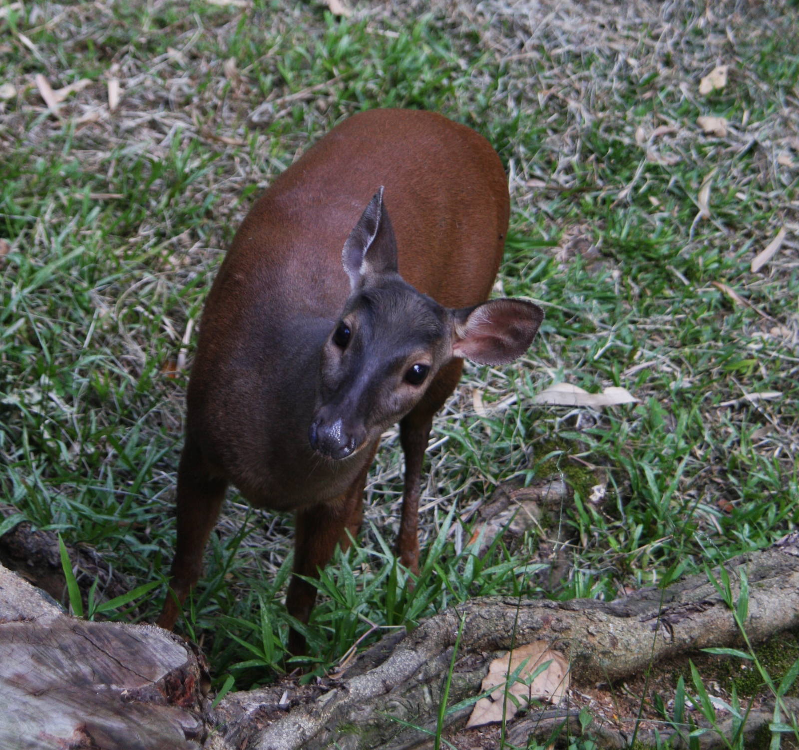 Zoologico de Cali 2012
