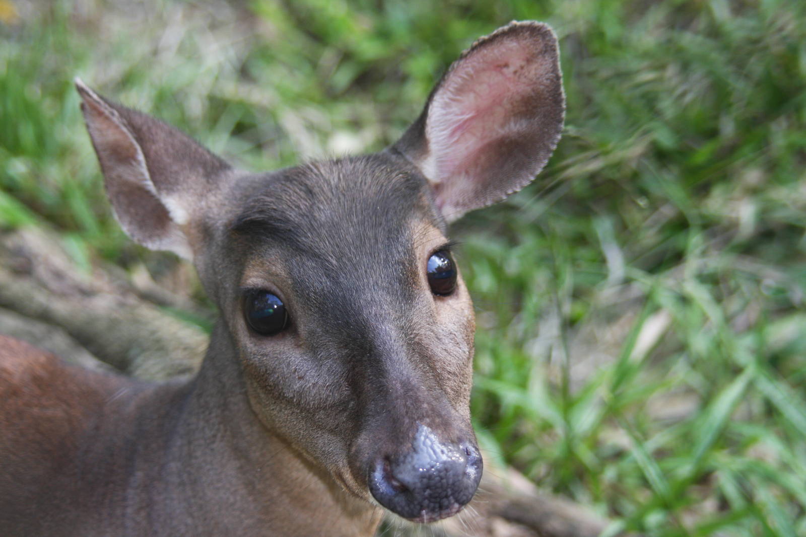 Zoologico de Cali 2012