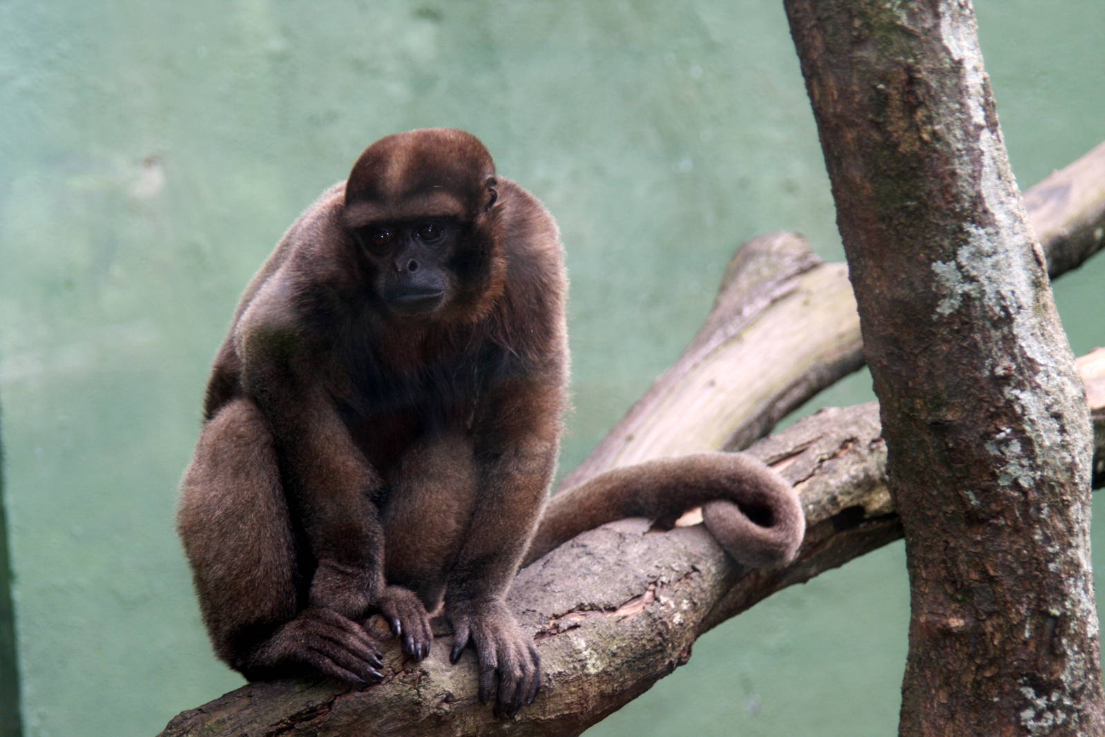 Zoologico de Cali 2012