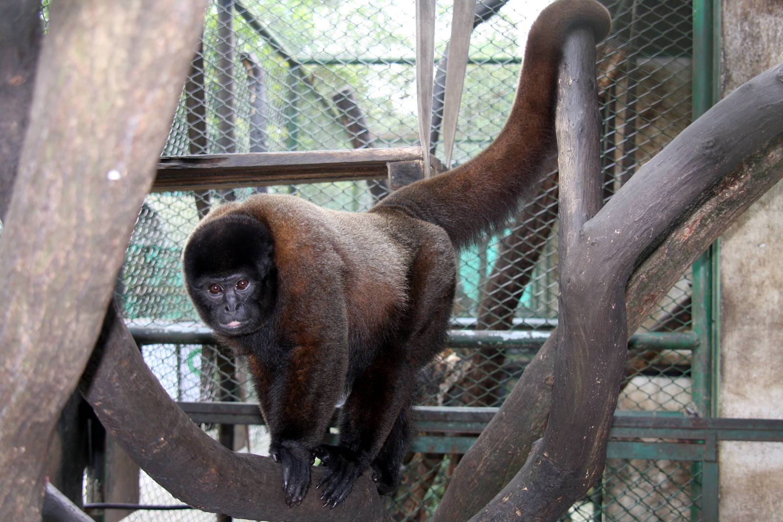 Zoologico de Cali 2012