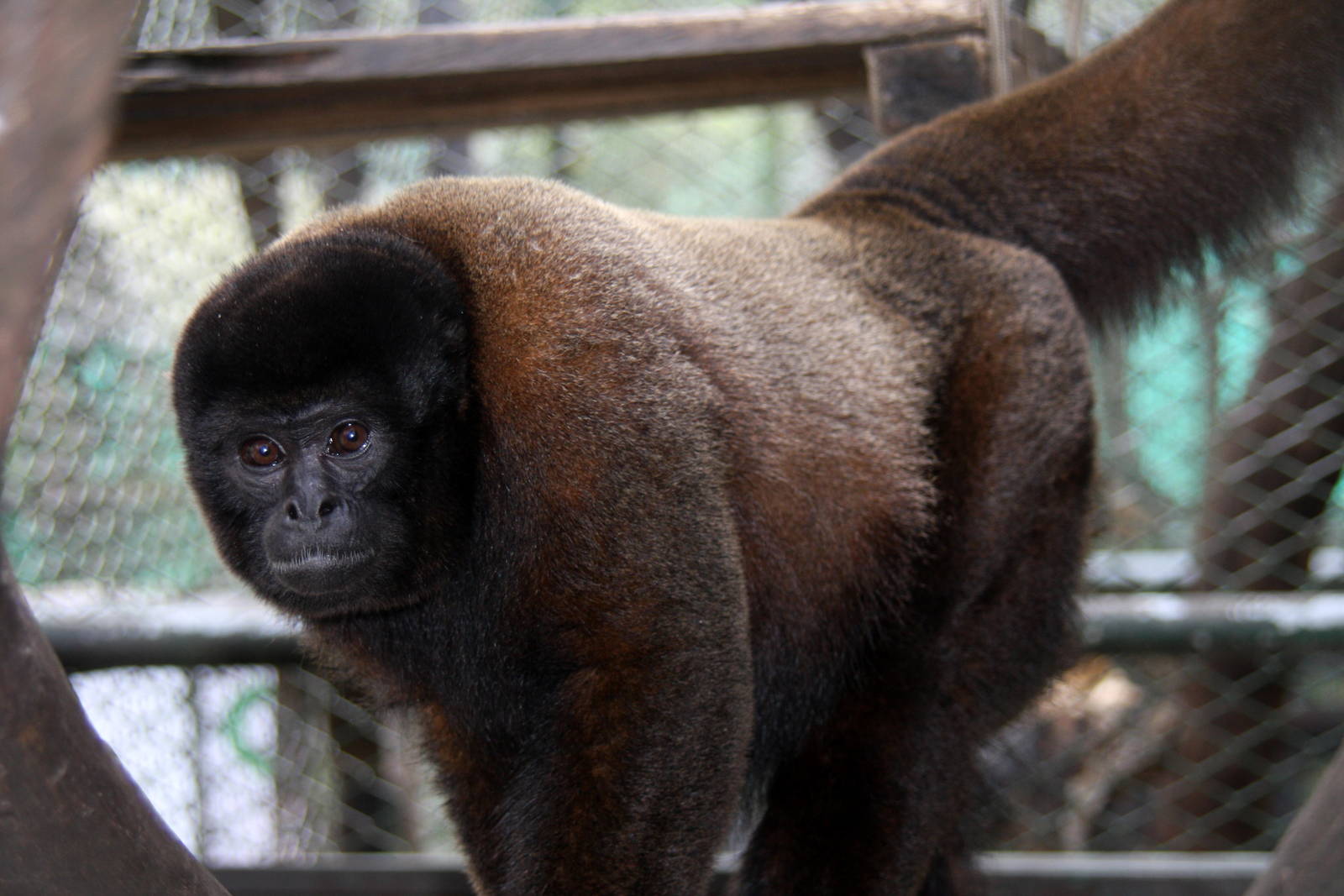 Zoologico de Cali 2012