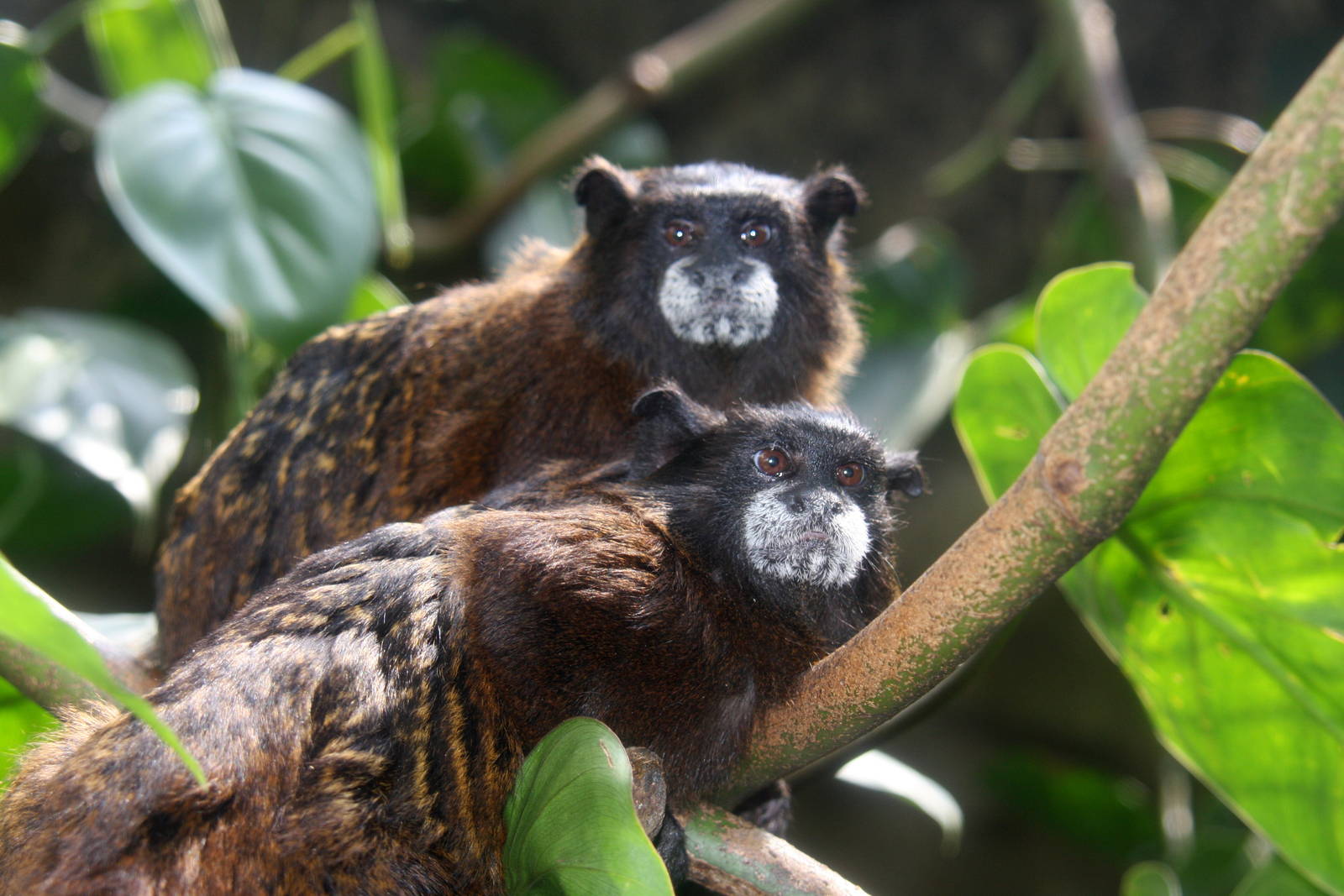 Zoologico de Cali 2012