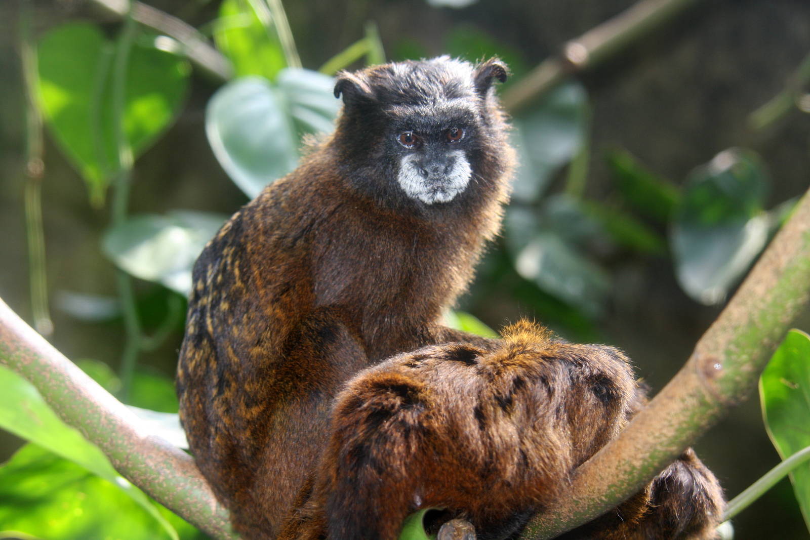 Zoologico de Cali 2012