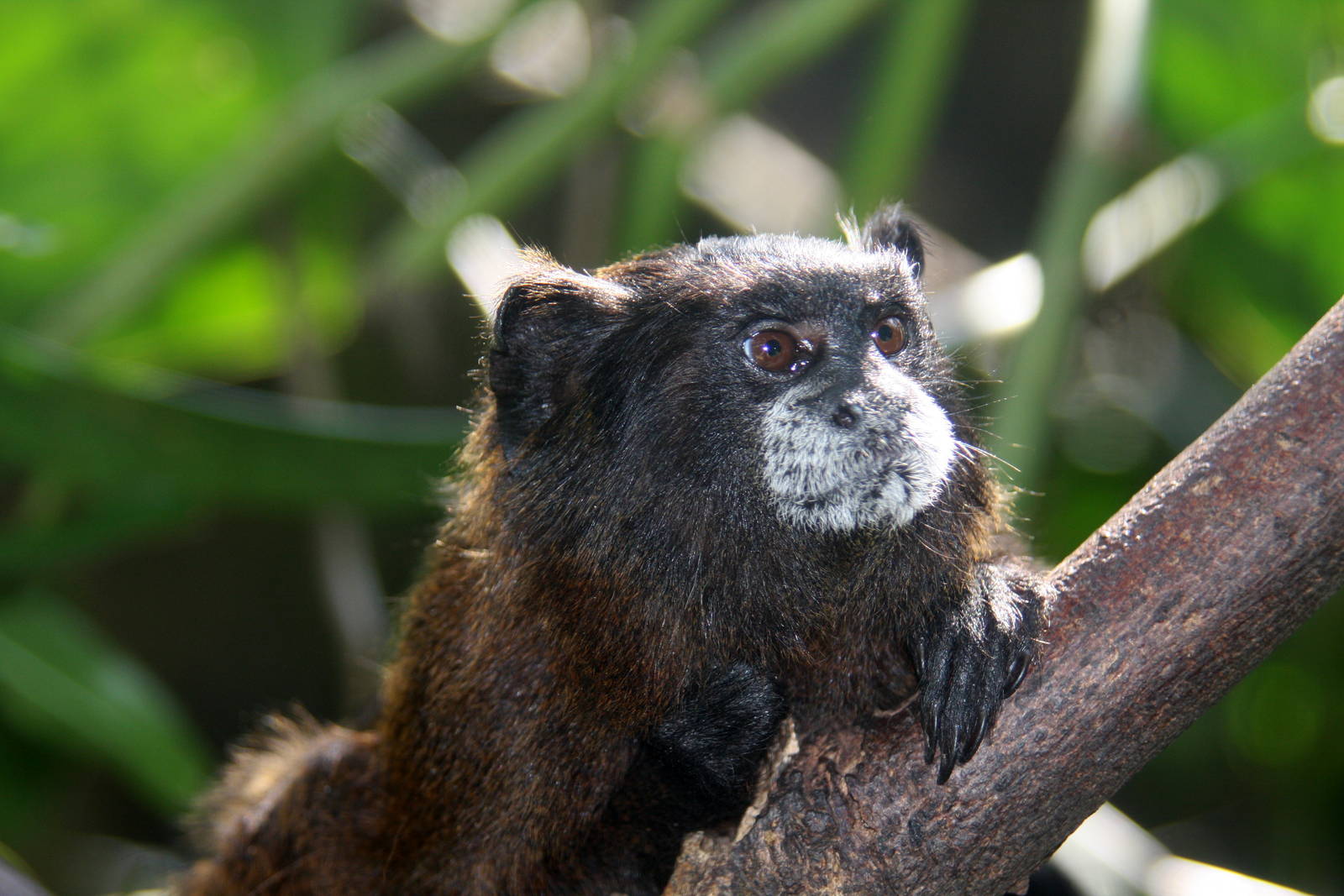 Zoologico de Cali 2012