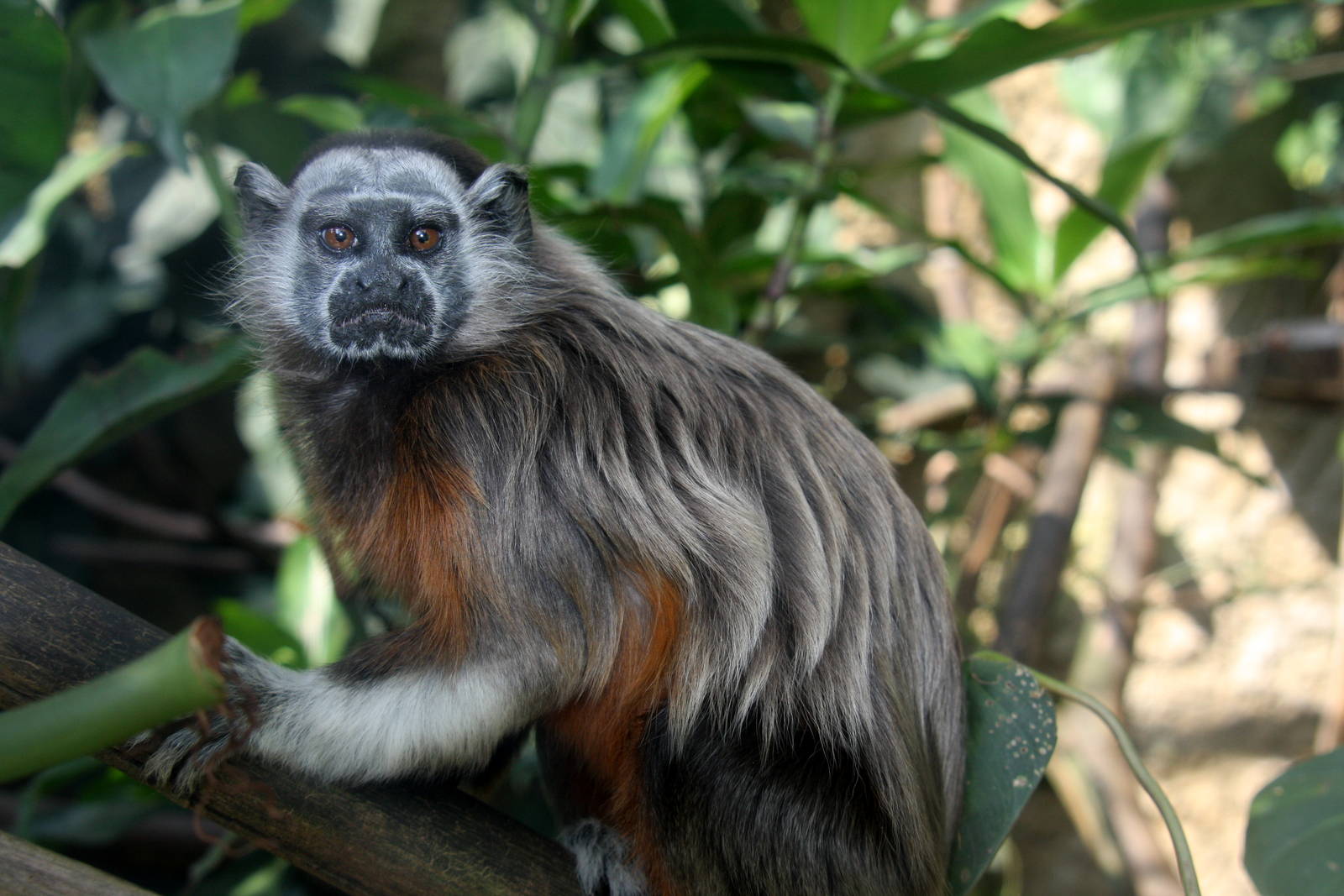 Zoologico de Cali 2012