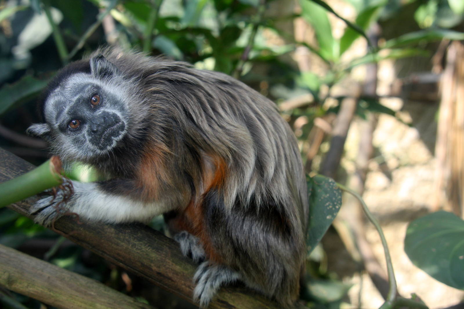 Zoologico de Cali 2012