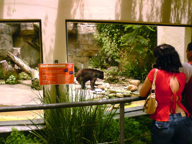 Zoologico Municipal Sorocaba - American Black Bear