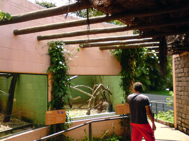 Zoologico Municipal Sorocaba - Armadillos