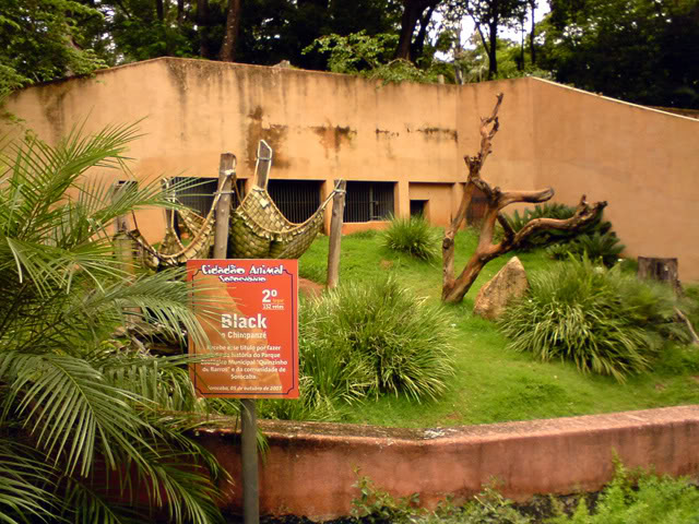 Zoologico Municipal Sorocaba - Chimp