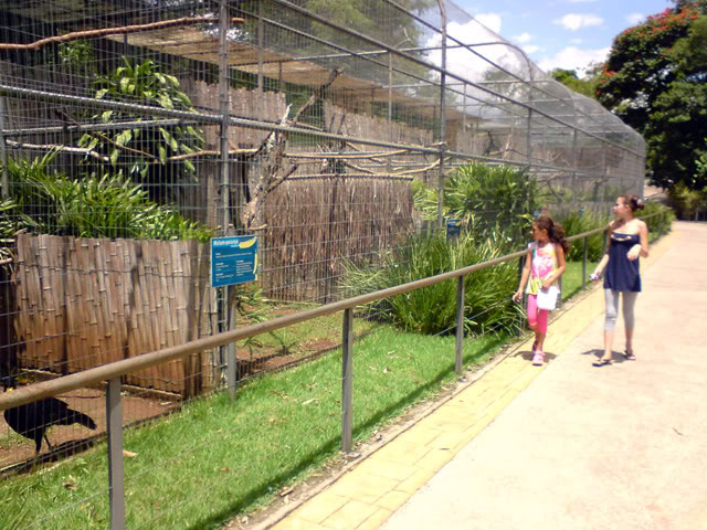 Zoologico Municipal Sorocaba - Cracid