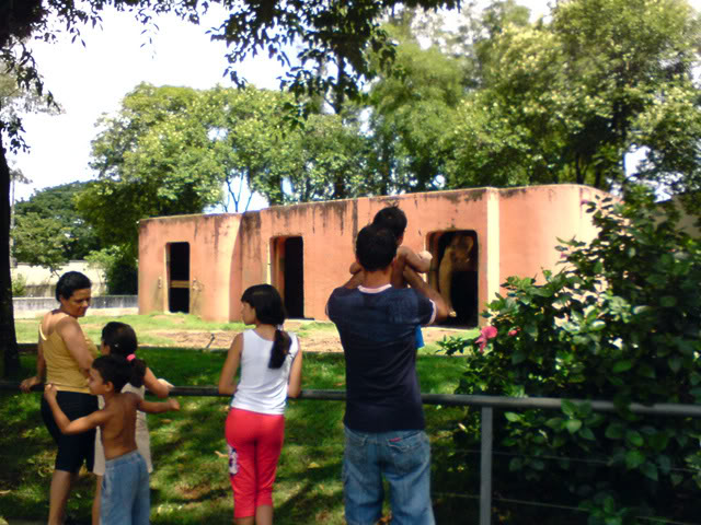 Zoologico Municipal Sorocaba - Elephants