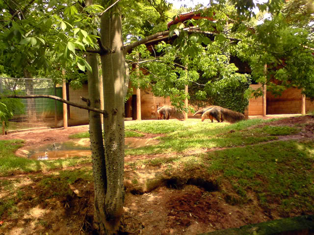 Zoologico Municipal Sorocaba - Giant Anteater