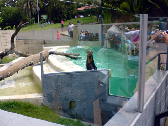 Zoologico Municipal Sorocaba - Giant River Otter