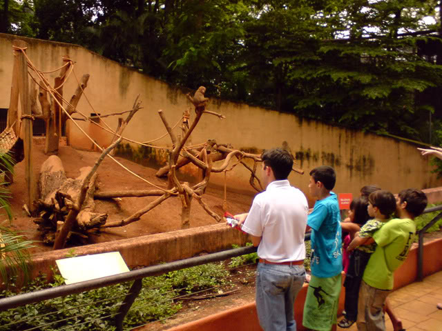 Zoologico Municipal Sorocaba - Hamadryas Baboon